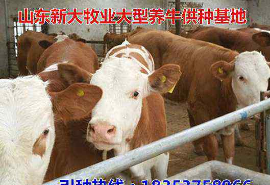 最新肉牛市场价格 佳木斯肉牛市场价格：