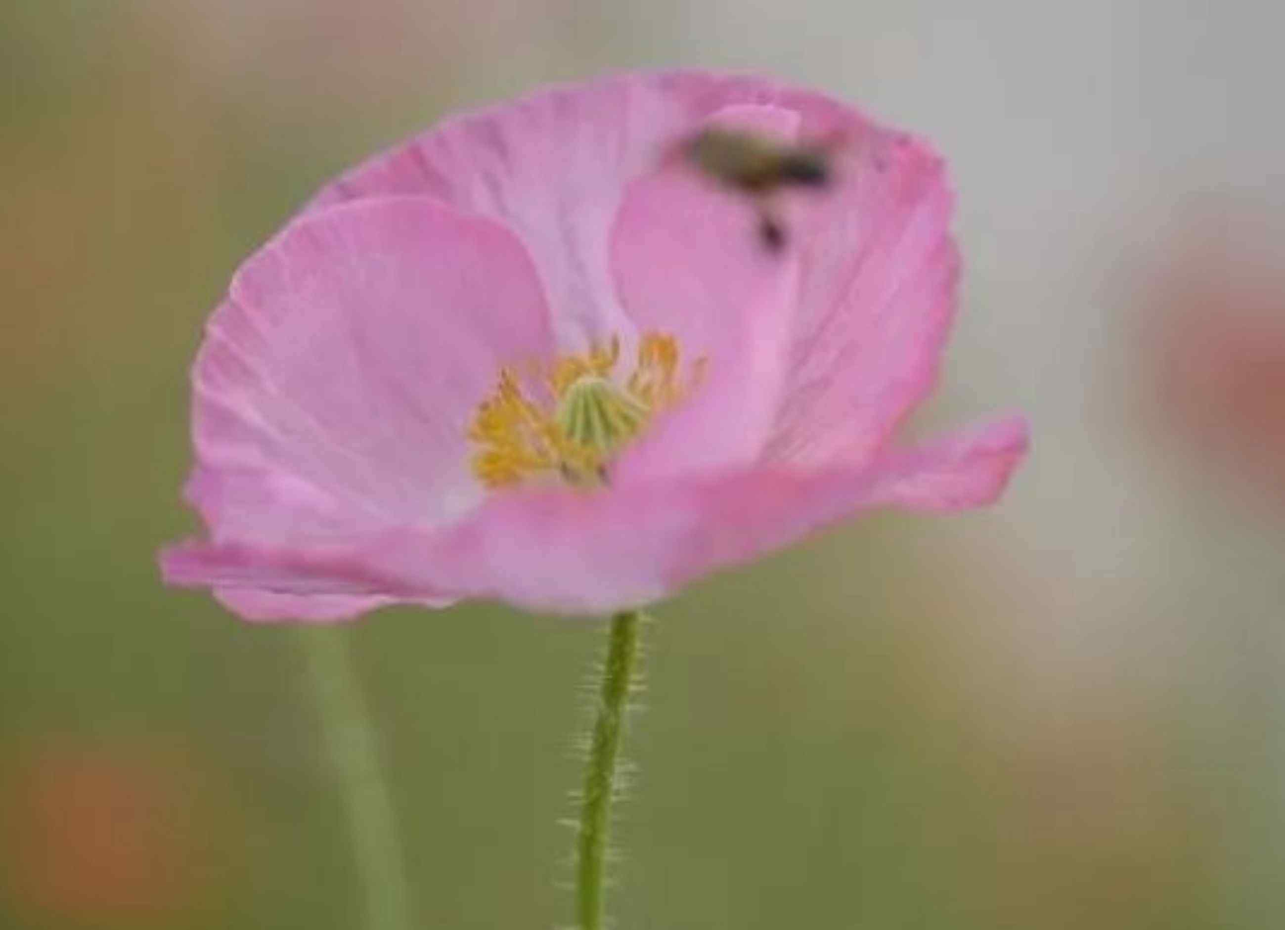 蜂室花 常见粉色系花草