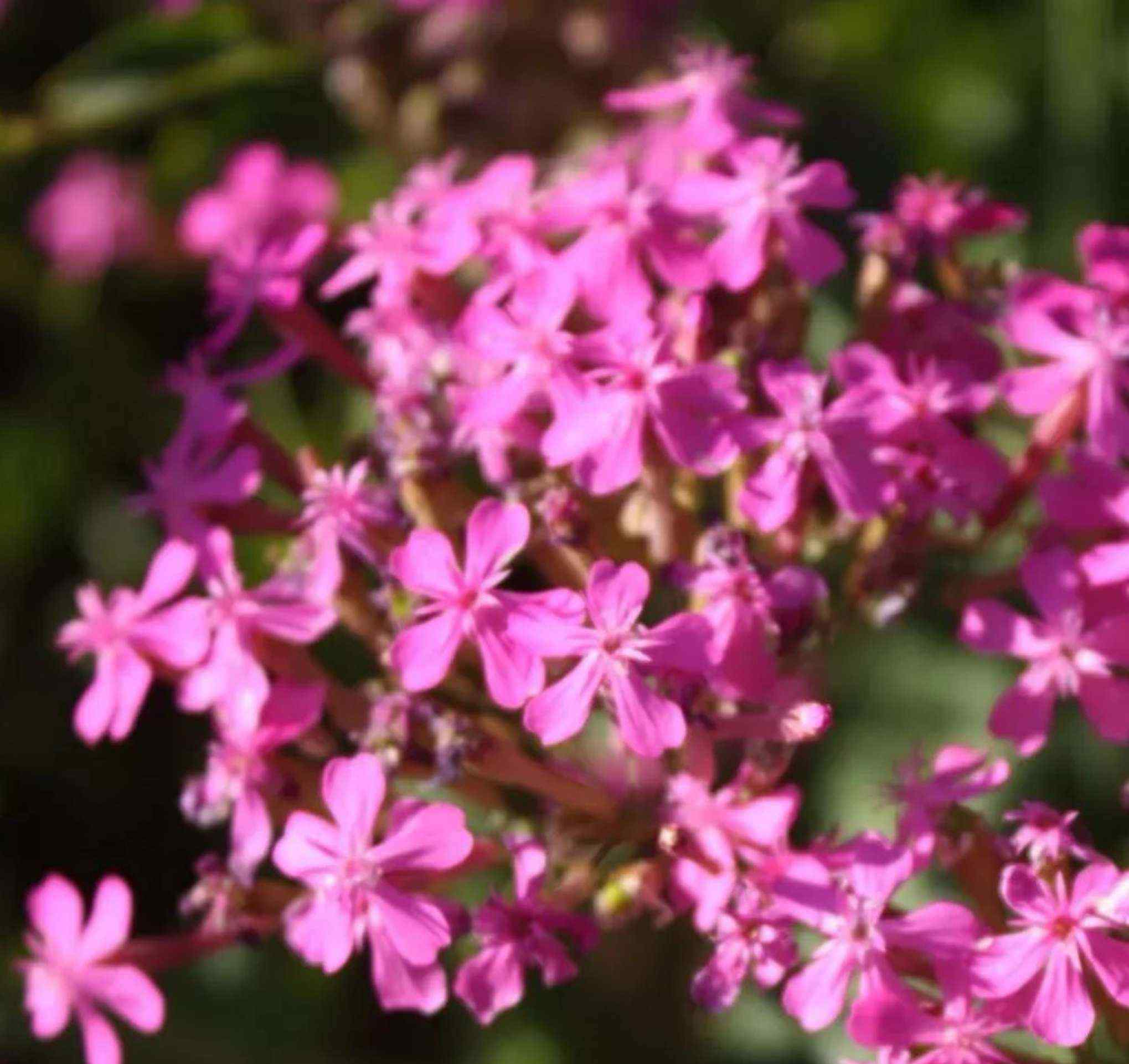 蜂室花 常见粉色系花草