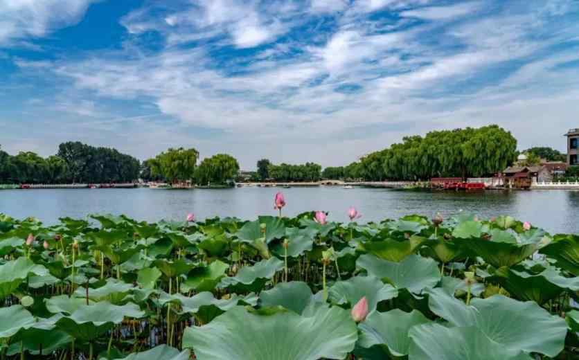 北京荷花什么时候开 2019北京荷花几月开+地址+开放时间+门票