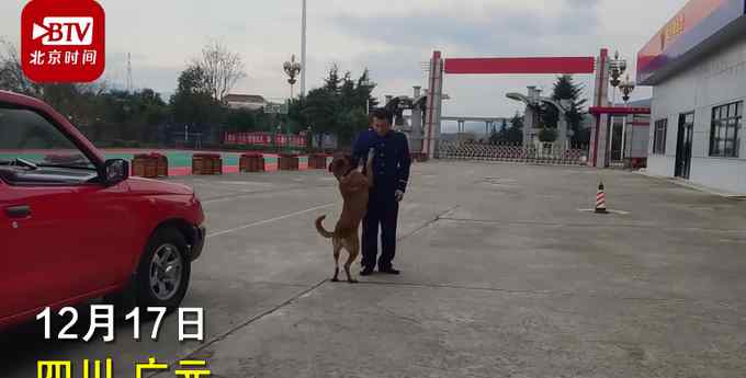 泪目！训导员离队搜救犬紧紧追车不愿离去 一句“战友再见”看哭网友