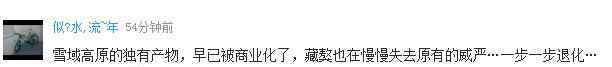 纯种藏獒价格 惊天交易卖出“狮王血统”藏獒 两只售价1800万