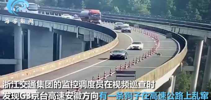 狗子高速公路度假式闲逛 主人得知后不敢置信：不可能 笼子用铁丝加固过