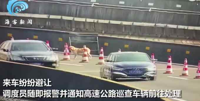 狗子高速公路度假式闲逛 主人得知后不敢置信：不可能 笼子用铁丝加固过