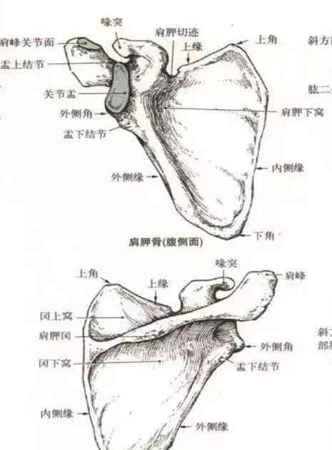 肱骨收藏丨超全肩关节解剖图解