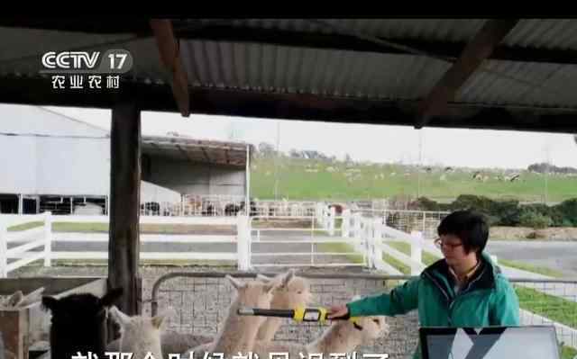 羊驼养殖 90后新农人：山西太原市海归女孩养羊驼，一年销售额2400万元