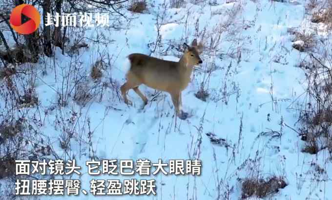 航拍意外捕捉“傻狍子”在雪地撒欢儿 好奇地对着镜头打招呼 萌态十足