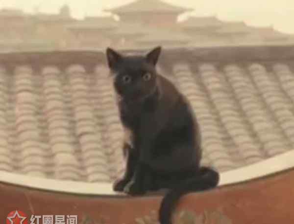 猫妖也疯狂 妖猫传猫妖是白龙 妖猫传白龙结局因痴恋杨贵妃而疯狂