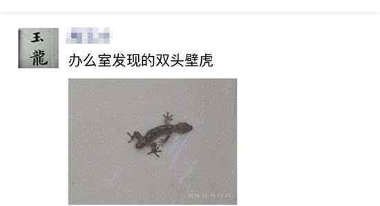 双头壁虎 汨罗网友晒“双头壁虎”照 究竟是真是假?