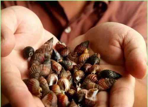 海丝螺 台州6人贩卖织纹螺被刑拘 吃一颗就可能丧命