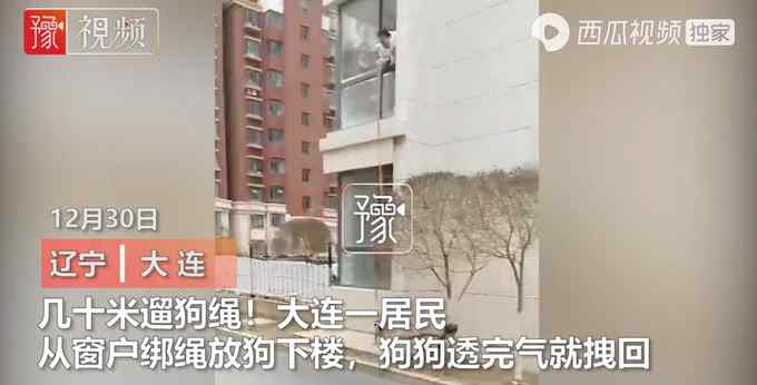 大连隔离居民放长绳在二楼遛狗 狗狗透完气就拽回：不给防疫工作添麻烦