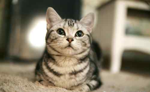 卡特尔猫 智商排名前10的猫咪，第一你绝对想不到！