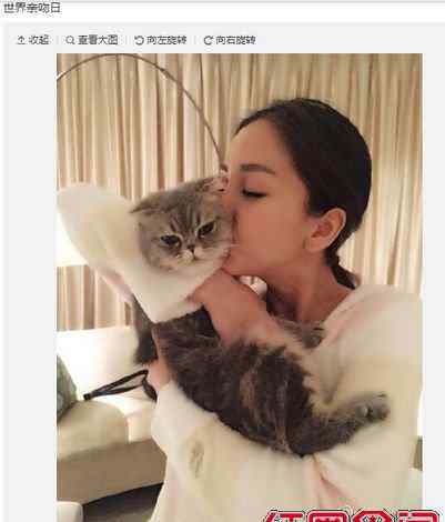 黄晓明baby婚纱照 angelababy吻猫照片曝光 黄晓明杨颖婚纱照片曝光