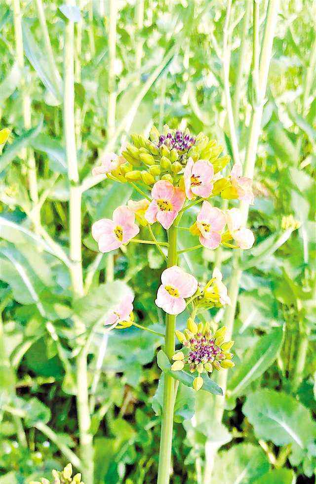 油菜花像什么 油菜花只有黄色？她们能让油菜花开出10种颜色