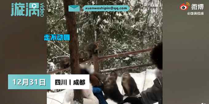 女游客在九峰山遭猴子撕咬脱衣 文旅局：那不是景区 是野生猴子