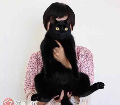 黑猫品种 妖猫传中黑猫品种是孟买猫吗 妖猫传黑猫现以发福模样太逗