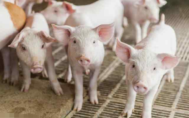 懒汉养猪 “懒汉养猪”方法：新型养猪技术，两年不清猪粪也没有事？