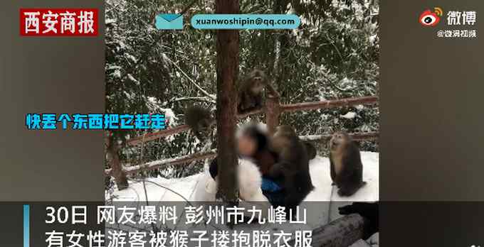 女游客在九峰山遭猴子撕咬脱衣  文旅局：那不是景区 是野生猴子