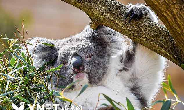 澳大利亚树袋熊 澳大利亚国宝树袋熊被认为“功能性灭绝”