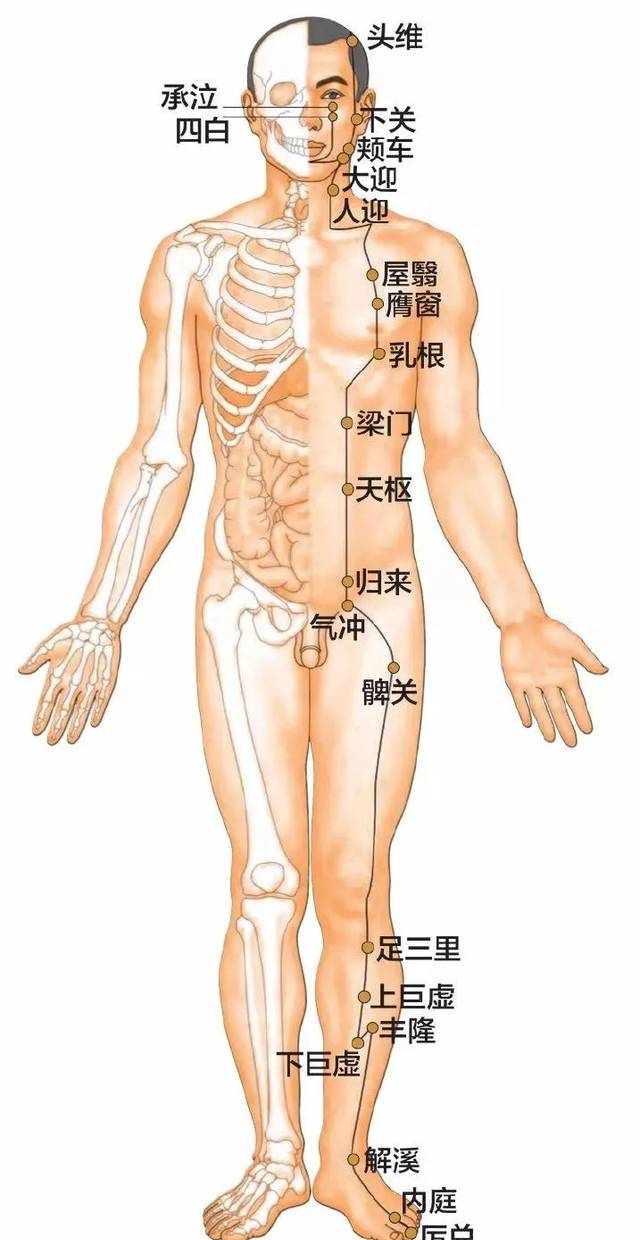 足阳明胃经30个针灸穴位图，高清穴位图解