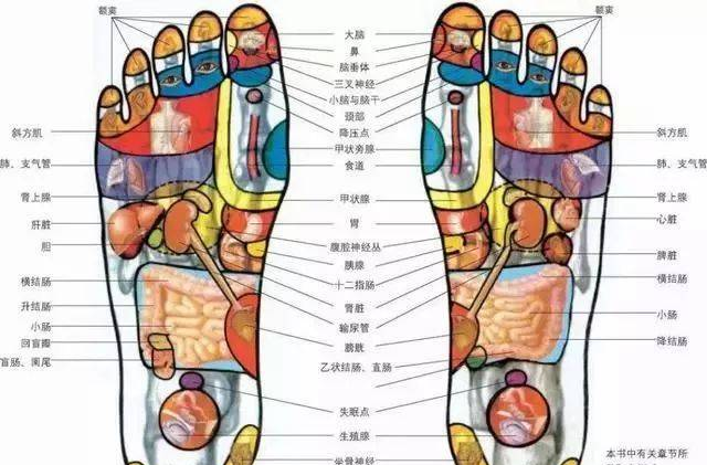 脚部穴位详细图解！