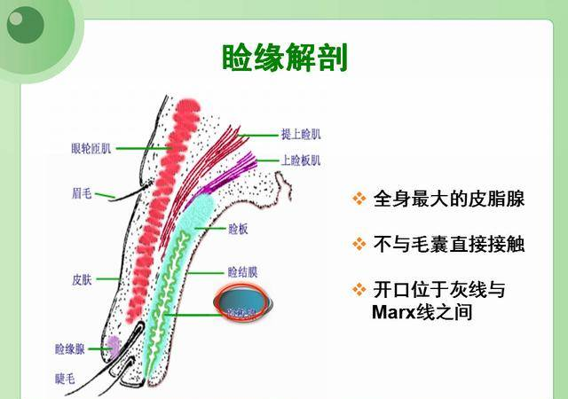 眼睑缘炎的原因及治疗