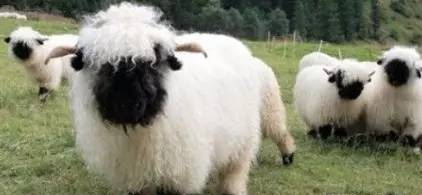 小羊肖恩原型——瓦莱黑鼻羊，好可爱的说！