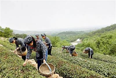 瑯琊海青茶：品牌越做越大(图)