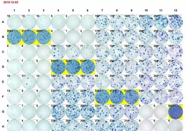 献给初学者： ELISPOT 操作全攻略