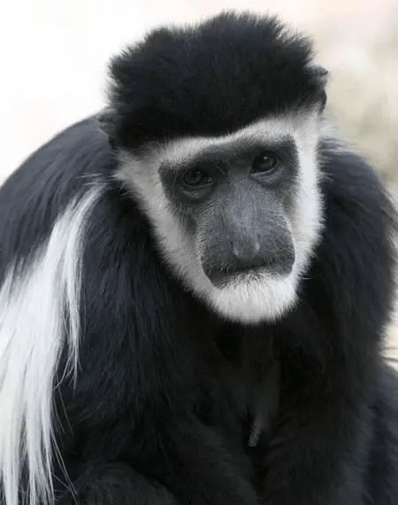 西非黑白疣猴：长了个疣子就叫疣猴了？