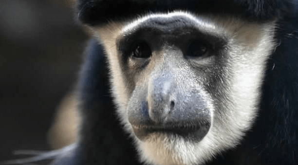 西非黑白疣猴：长了个疣子就叫疣猴了？