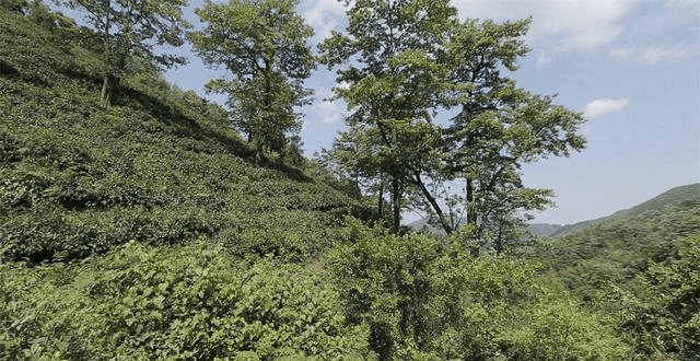 顾渚紫笋，外人以为是菜名，内行说它是茶中极品