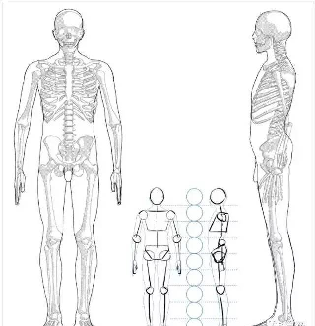 男性的人体结构，其实你可以这理解！