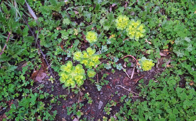 农村的“马虎眼草”富含乳浆，剧毒，却是癌症克星