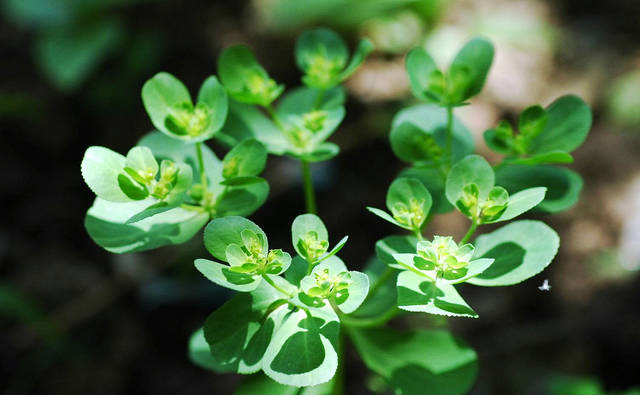 农村的“马虎眼草”富含乳浆，剧毒，却是癌症克星