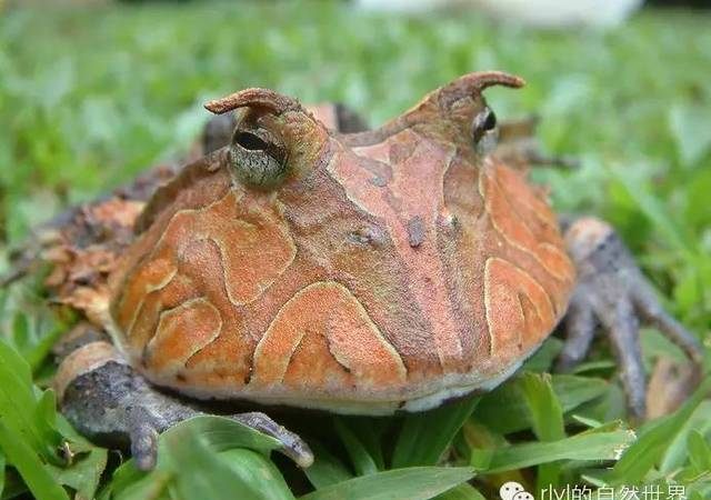 角蛙中的“高富帅”——霸王角蛙！
