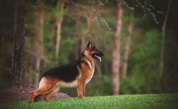 传说中的“赛级犬”  究竟有多牛？