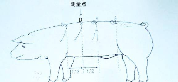 如何挑选后备母猪？（多图详解，建议收藏）