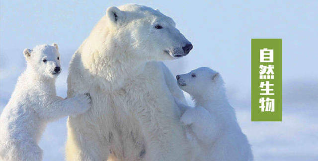 听着听着就会了：为什么北极熊不怕冷