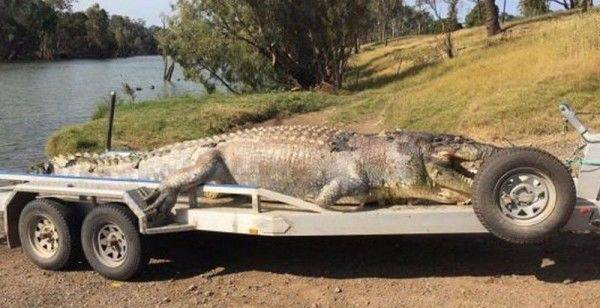 澳惊现30年一见的巨型鳄鱼，头部居然有大洞！