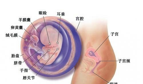 怀孕三个月（男、女）胎儿图（b超图）