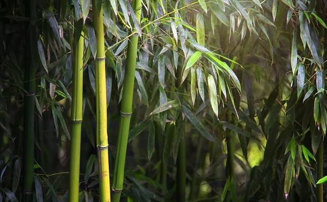 大家好，给大家介绍一下，这是我最常去的地方@清凉山公园