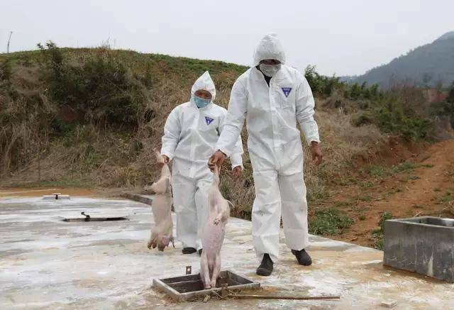 养猪场是如何处理死猪的？有一种你绝对想不到！