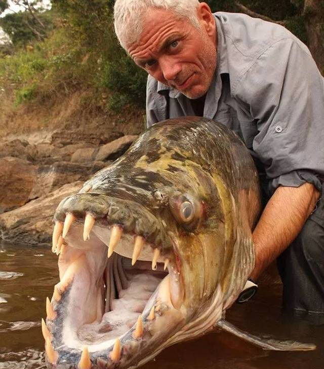 刚果河里的巨型水虎鱼