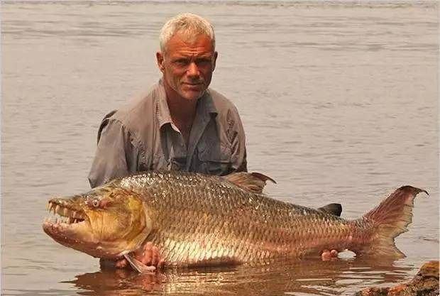 刚果河里的巨型水虎鱼