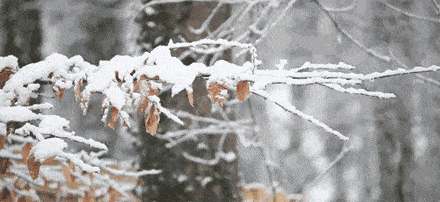 听雪--美文欣赏