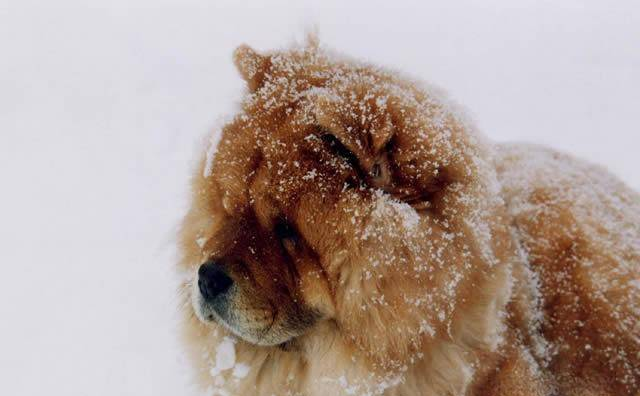 中国十大名犬，中国本土犬种排行！