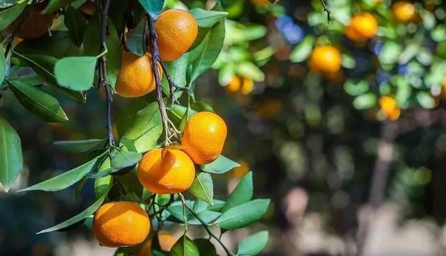黄岩有十几个品种的蜜橘,为何唯独这个上榜"2017浙江省十佳柑桔"?