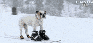 狗狗怕冷吗？关于狗狗过冬的十点注意事项！