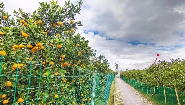 黄岩有十几个品种的蜜橘,为何唯独这个上榜"2017浙江省十佳柑桔"?